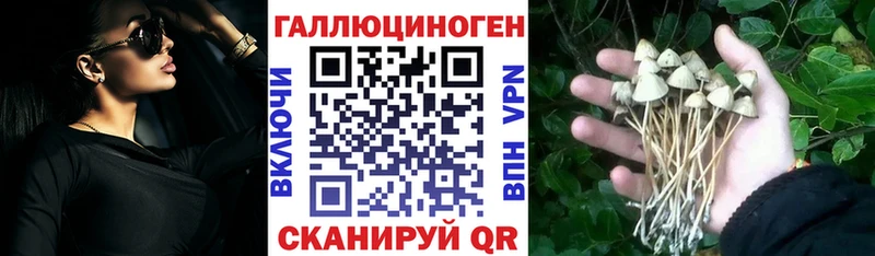 Купить  Пущино  Галлюциногенные грибы Psilocybine cubensis 